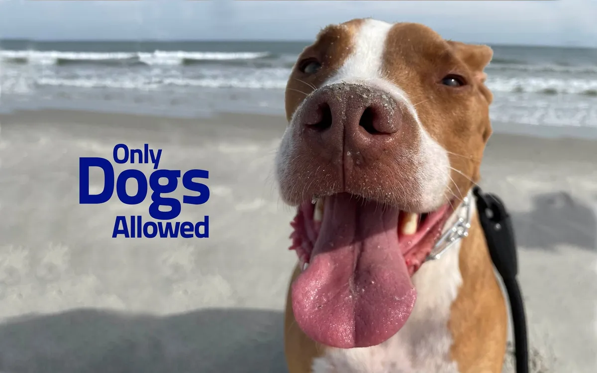 A joyful close-up of a dog’s face with the ocean in the background and a playful 'Only Dogs Allowed' sign, conveying the pet-friendly nature of the property and the positive experiences pets have at the beach.